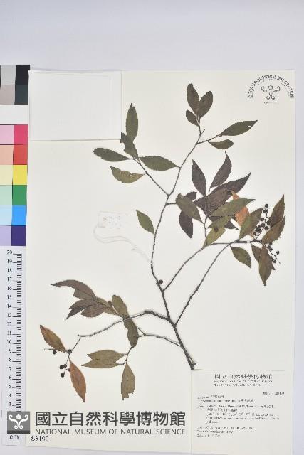 巒大越橘藏品圖，第1張