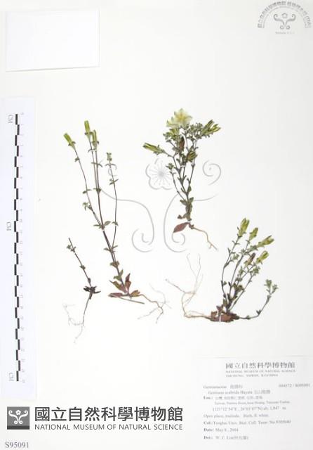 玉山龍膽藏品圖，第1張