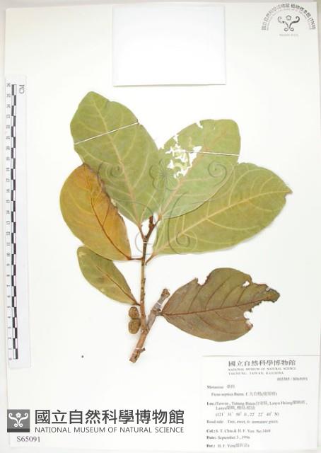 大冇榕、稜果榕藏品圖，第1張