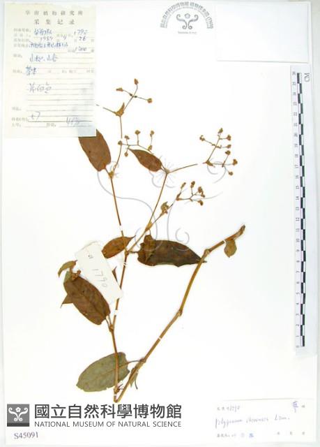 登錄號:S045091藏品圖，第1張