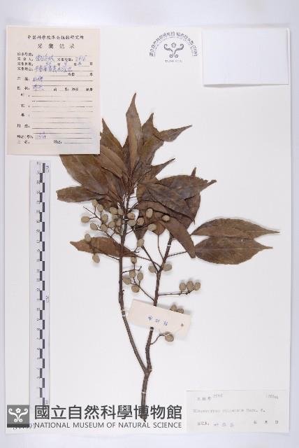 華杜英藏品圖，第1張