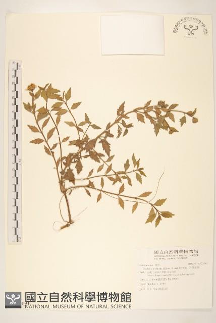 天蓬草舅藏品圖，第1張