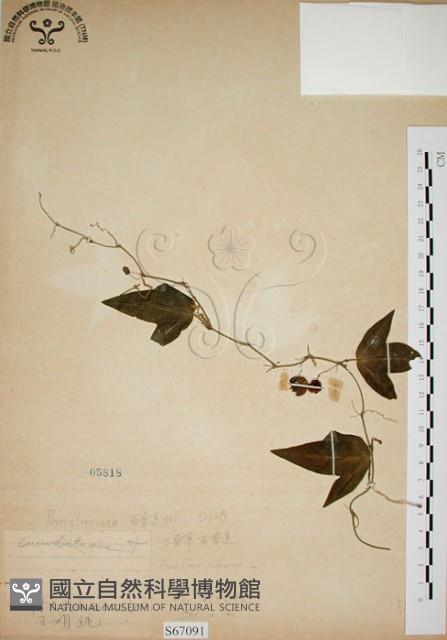 三角葉西番蓮藏品圖，第1張