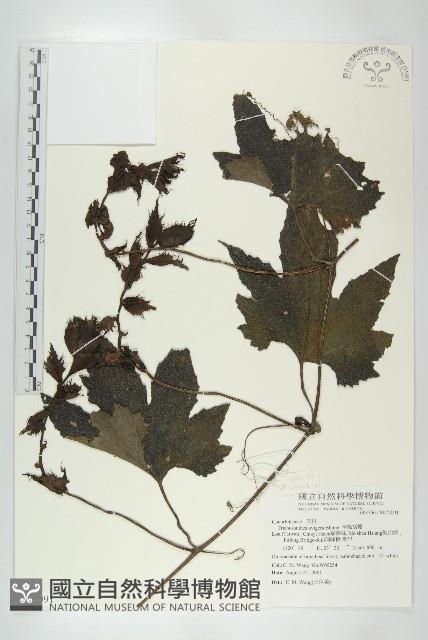 槭葉括摟藏品圖，第1張