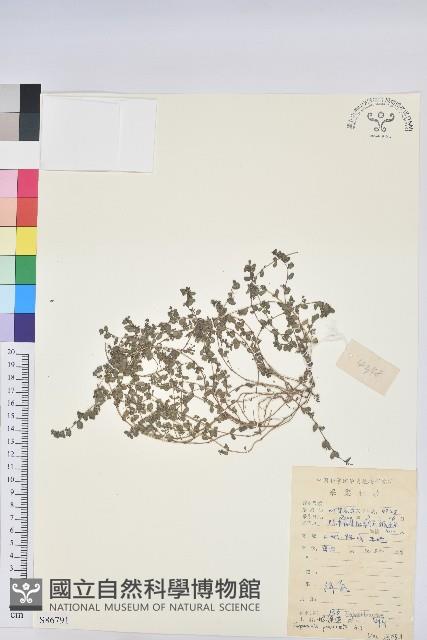 伏生大戢藏品圖，第1張