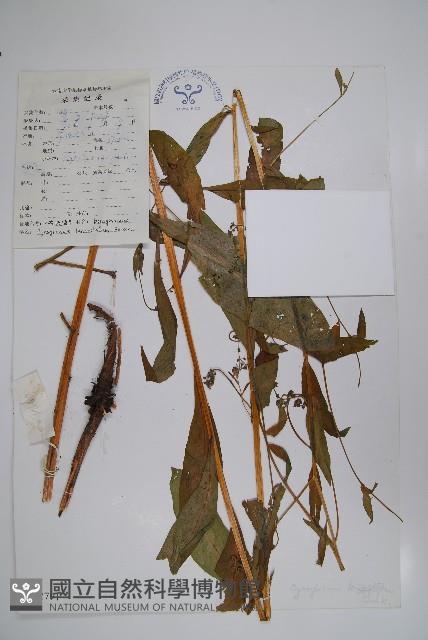 小花倒提壺藏品圖，第1張