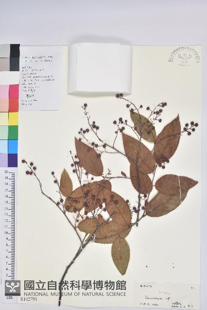 登錄號:S102791藏品圖，第1張