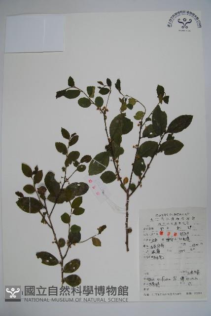 三花冬青藏品圖，第1張