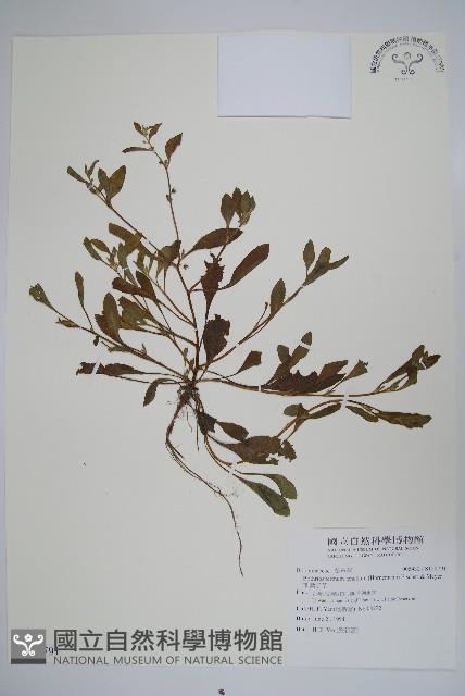 細纍子草藏品圖，第1張