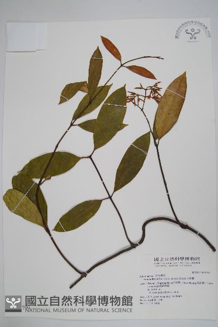 小錦蘭藏品圖，第1張