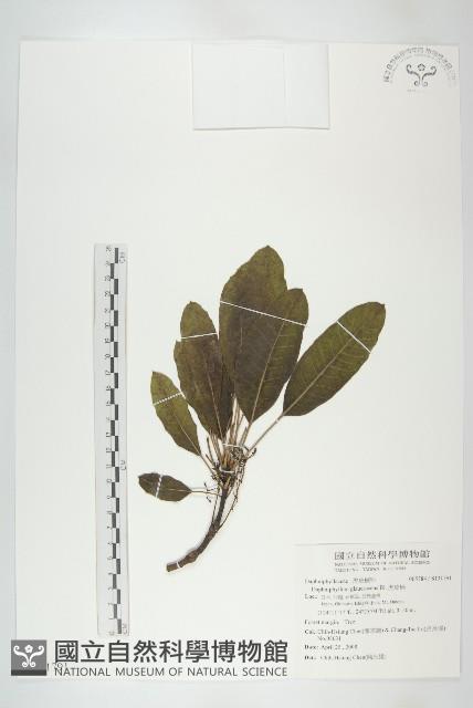 虎皮楠藏品圖，第1張