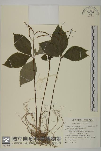 臺灣及己藏品圖，第1張