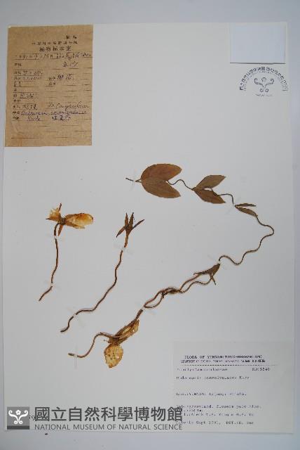 雞蛋參藏品圖，第1張