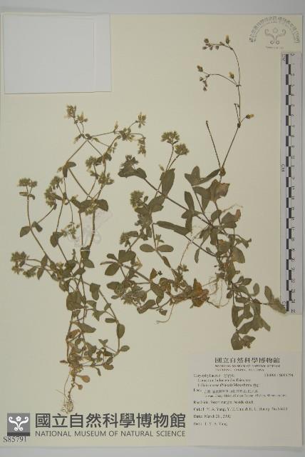 卷耳藏品圖，第1張