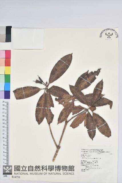 森氏杜鵑、森氏滿江紅藏品圖，第1張