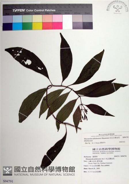 台北玉葉金花藏品圖，第1張