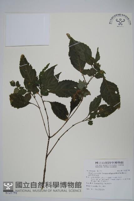 曲莖馬藍藏品圖，第1張