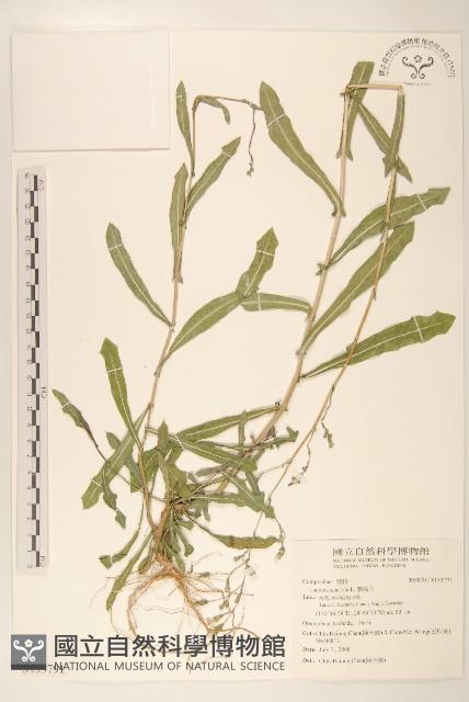 刺萵苣藏品圖，第1張