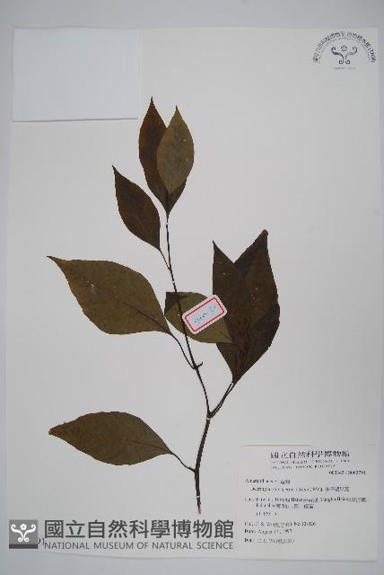 多子漿果莧藏品圖，第1張