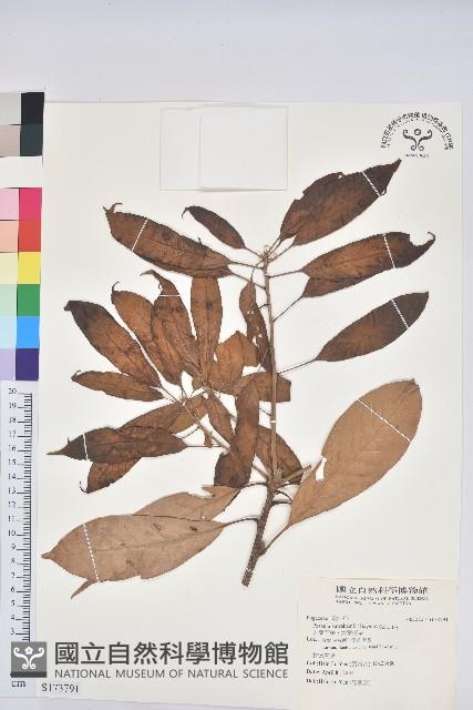 大葉石櫟、大葉校栗藏品圖，第1張