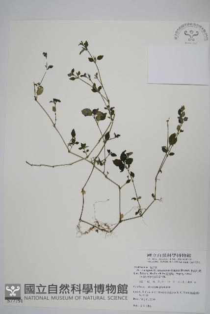 蘭嵌馬藍藏品圖，第1張