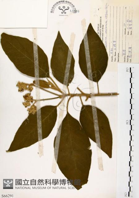 山煙草藏品圖，第1張