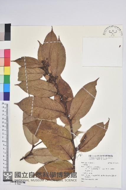 登錄號:S186291藏品圖，第1張