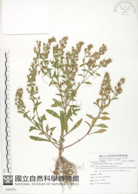 茅毛珍珠菜藏品圖，第1張