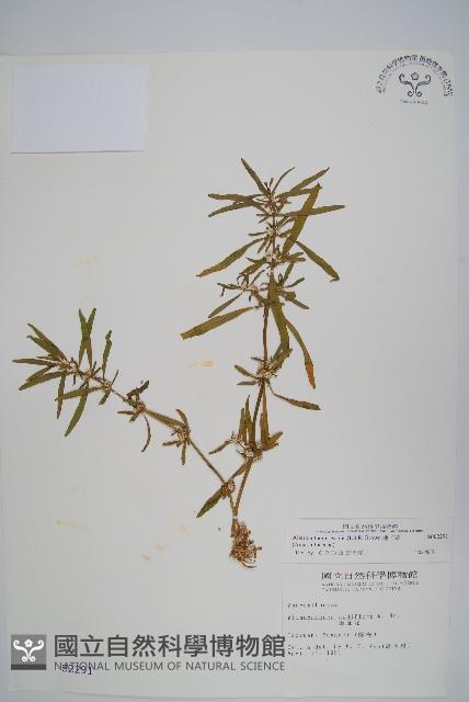 蓮子草藏品圖，第1張