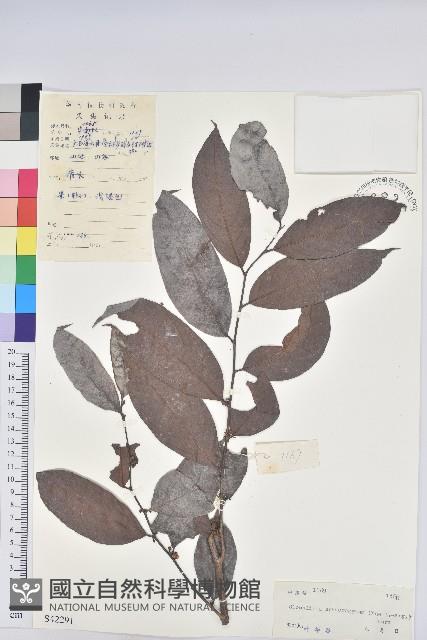 登錄號:S042291藏品圖，第1張