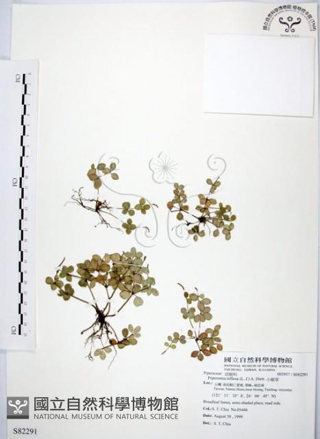 小椒草藏品圖，第1張