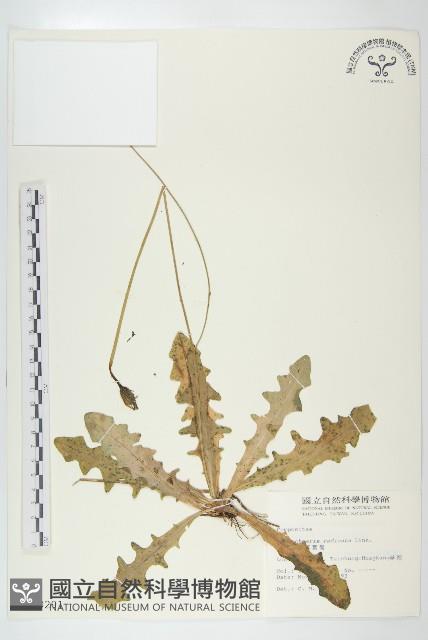 貓兒菊藏品圖，第1張