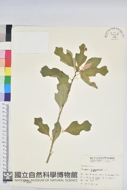 白苞猩猩草藏品圖，第1張