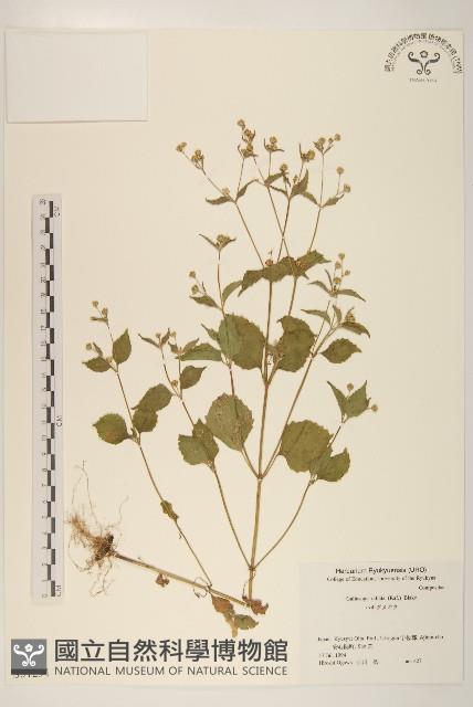 登錄號:S051291藏品圖，第1張