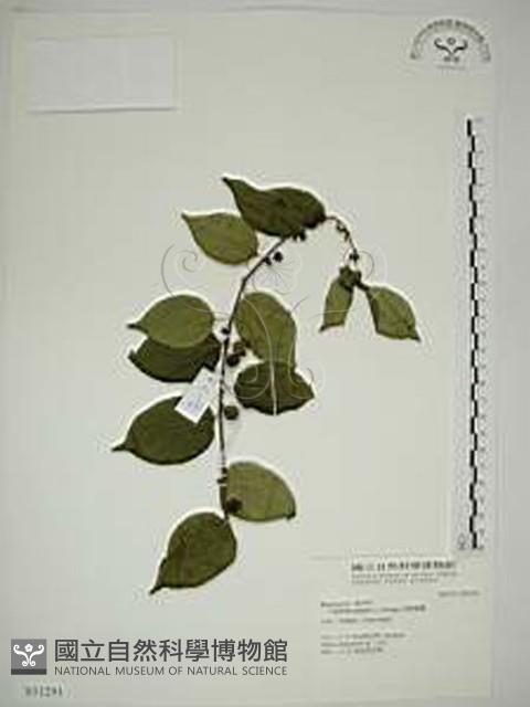 亞洲濱棗藏品圖，第1張