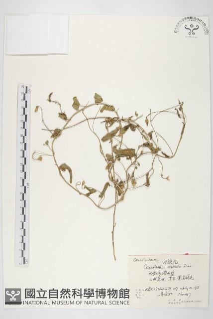 田旋花藏品圖，第1張