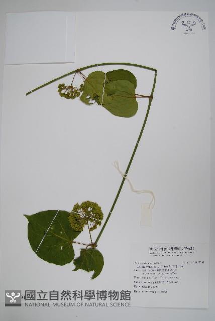 華他卡藤藏品圖，第1張