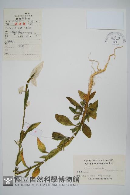 青葙藏品圖，第1張