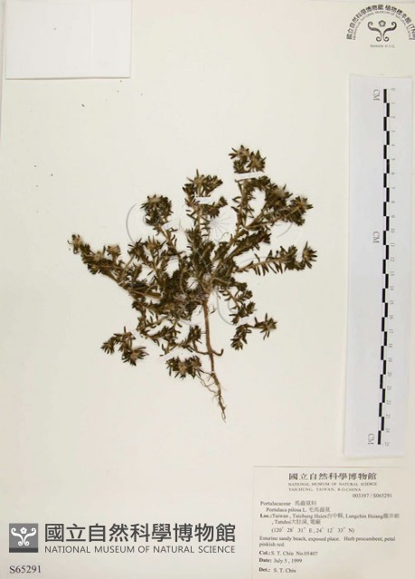 毛馬齒莧藏品圖，第1張