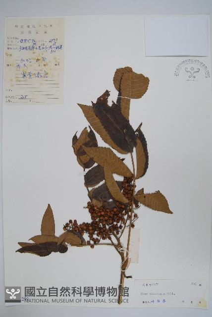 鹽膚木藏品圖，第1張