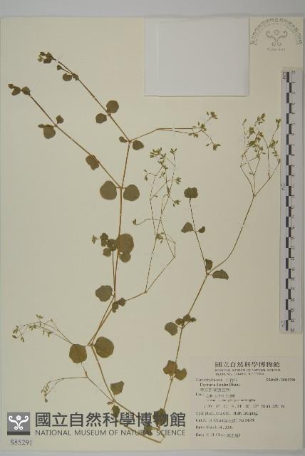 荷蓮豆草、菁芳草藏品圖，第1張