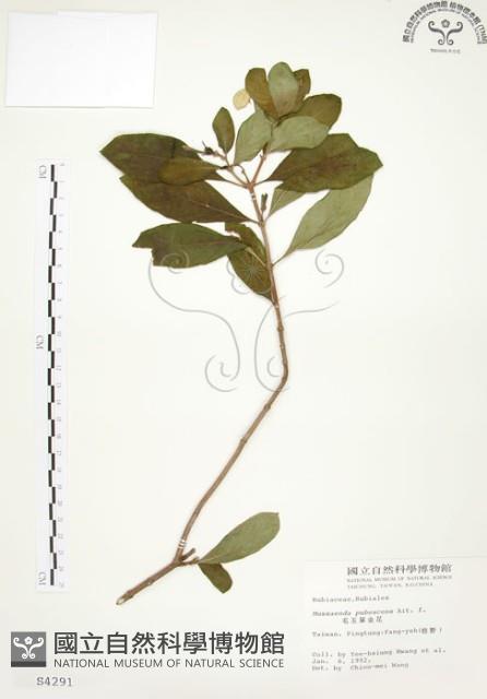 毛玉葉金花藏品圖，第1張