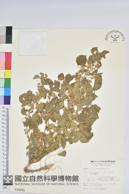 印度鐵莧藏品圖，第1張