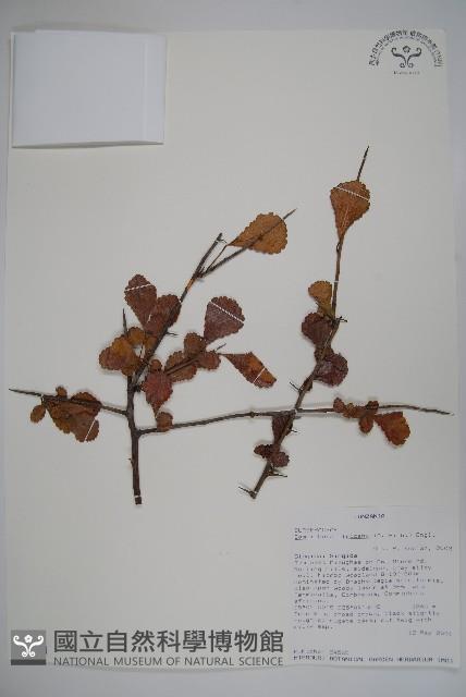 登錄號:S094291藏品圖，第1張