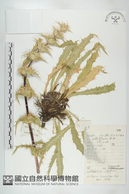 青海刺參藏品圖，第1張