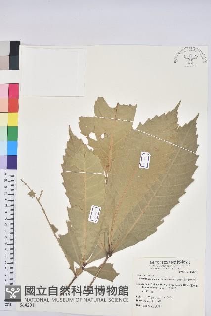 大葉石櫟、大葉校栗藏品圖，第1張