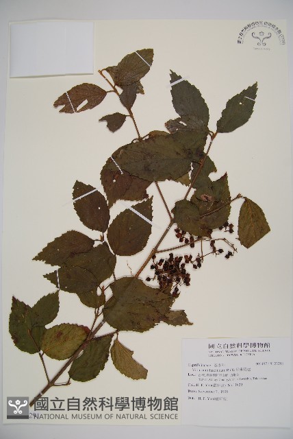 呂宋莢迷藏品圖，第1張