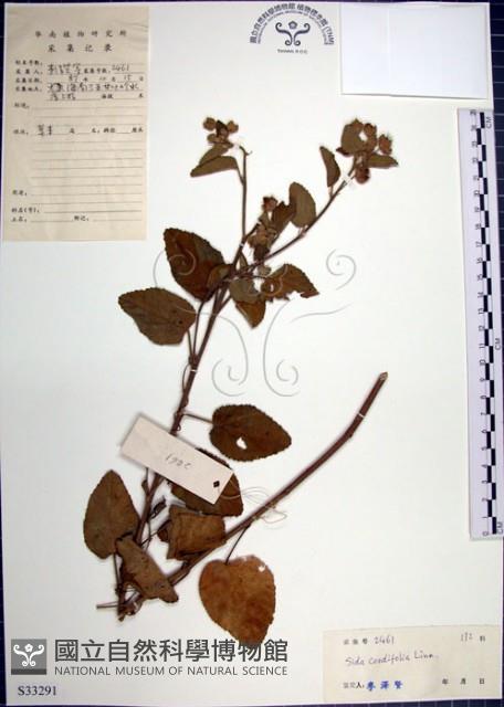 圓葉金午時花藏品圖，第1張