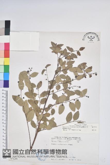 多花油柑、白仔藏品圖，第1張