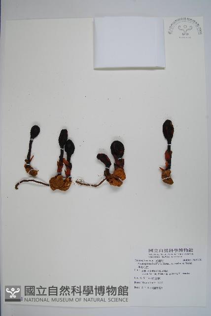 穗花蛇菰藏品圖，第1張